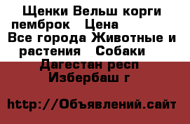 Щенки Вельш корги пемброк › Цена ­ 35 000 - Все города Животные и растения » Собаки   . Дагестан респ.,Избербаш г.